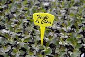 Etiquette pour plantes et potager ré-inscriptible - lot de 10 pieces