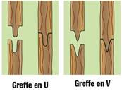 Pince à greffer pour arbres arbuste abre fruitiers