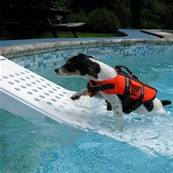 Rampe echelle de sauvetage de piscine pour chien et chat (animaux)