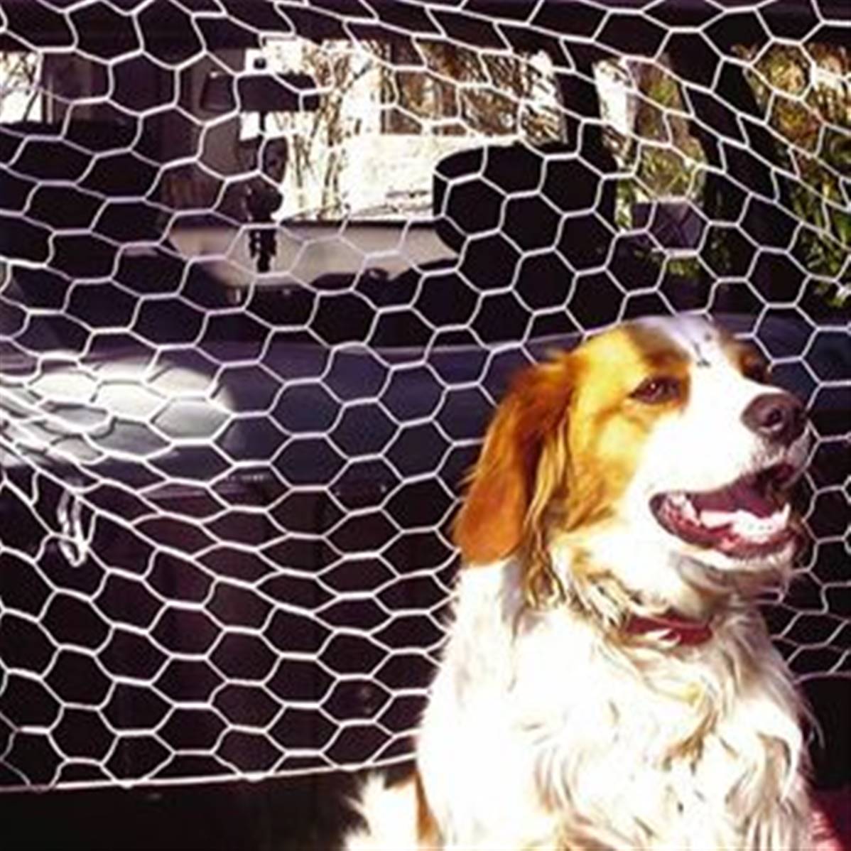 Filet pare chien universel pour voiture installation facile et