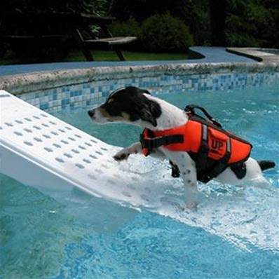 Rampe echelle de sauvetage de piscine pour chien et chat (animaux)